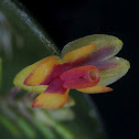 Lepanthes