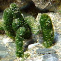 Dasycladus vermicularis