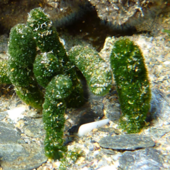 Spotting Image 1