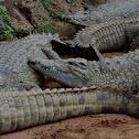 Nile Crocodile