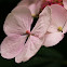  Hortensia (disambiguation)