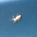 Jumping Spider