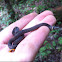 Ring neck snake