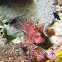 Short-finned Lionfish