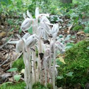 Indian Pipe or Ghost Plant 