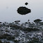 Black Turnstone