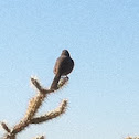 Unknown spotting