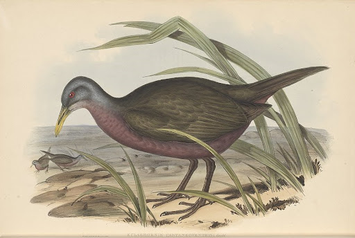 gould_australia6_78_chestnut_rail.jpg?imgmax=512 (34561 bytes)