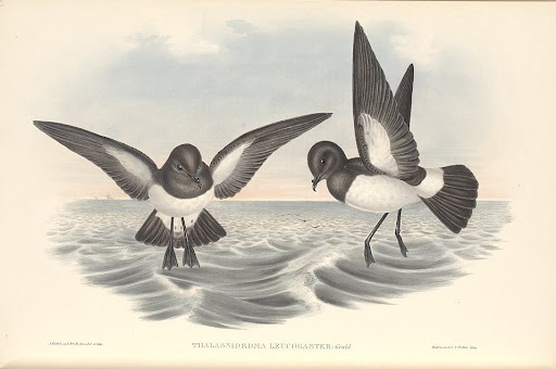 gould_australia7_63_white_bellied_storm_petrel.jpg?imgmax=512 (27672 bytes)
