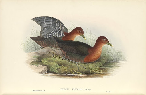 gould_australia8_78_red_necked_crake.jpg?imgmax=512 (24332 bytes)