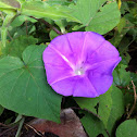 Tumba Vaqueros, QuiebraCajete, Morning Glory