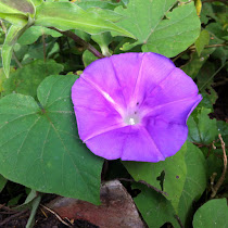 Guatemala Flora