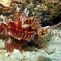 Shortfin Lionfish