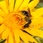 Honey bee on a thistle flower