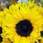 Sun Flower