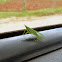 Dictyopharid Planthopper