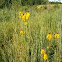 Black-eyed Susan