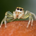 Jumping Spider