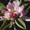 apple blossom tree