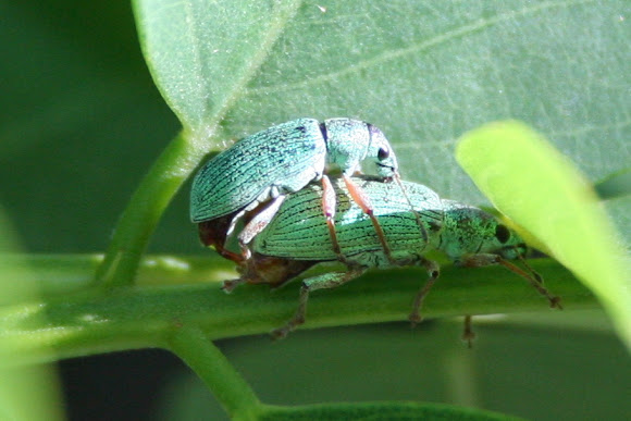 Spotting Image 1