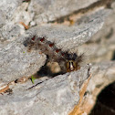 Gypsy moth