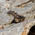 Gypsy moth