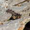 Gypsy moth