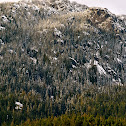 Douglas Fir