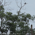 House Crow