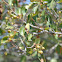 Hawthorn