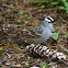 White Crowned Sparrow