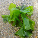 Sea Lettuce
