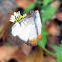 Common Mestra