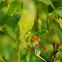 Ichneumon wasp