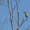 Great Blue Heron Rookery