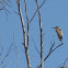Great Blue Heron Rookery