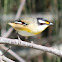 Straited Pardalote