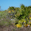 Chiit, Palmetto