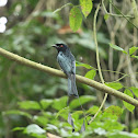 Greater Racket-tailed Drongo