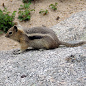 Golden-mantled Ground Squirrel