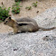 Golden-mantled Ground Squirrel