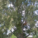 Eucalyptus. Eucaliptus