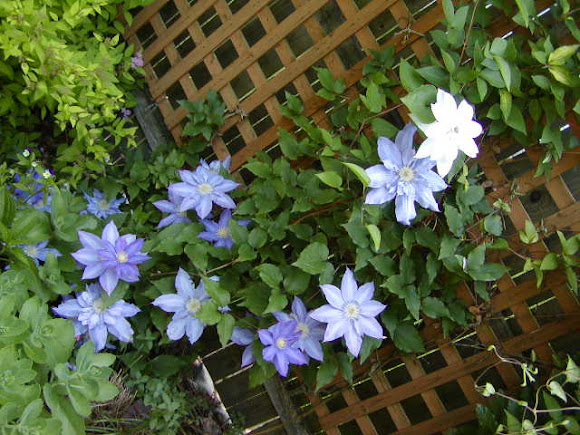 Spotting Image 1