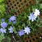 clematis