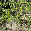 wolfberry