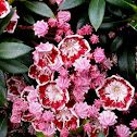 Mountain laurel