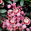 Mountain laurel