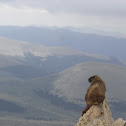 Marmot