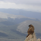Marmot