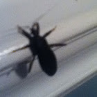 Assassin bug